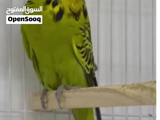 مجموعة طيور محليه