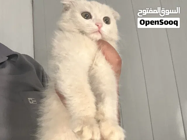 قطة سكوتش فولد للبيع هي واطفالها