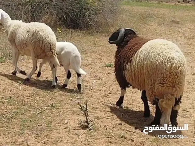 خروف للبيع