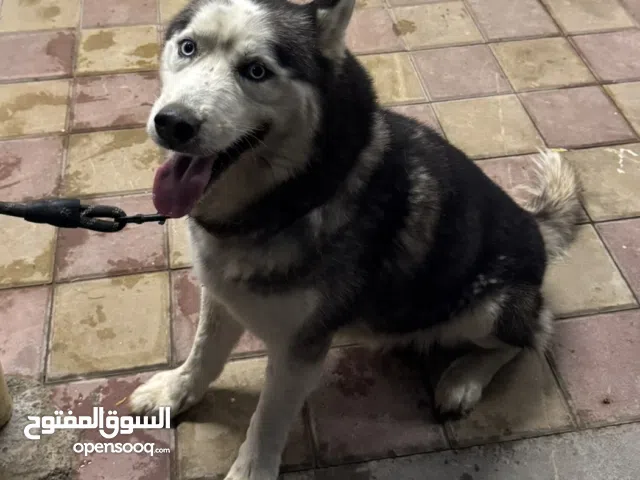 كلب هاسكي سيبيري عمره 12 شهر ماخذ كل المطاعيم