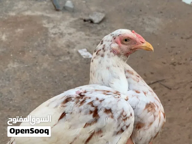 للبيع ديايه ميواليه لونها واضح ف الصوره منتجه بس اللهم عين وحده ما تأثر فيها