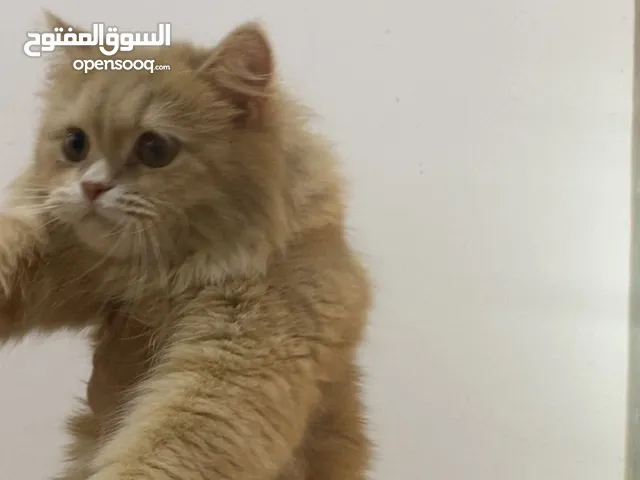 هملايا وشيرازي