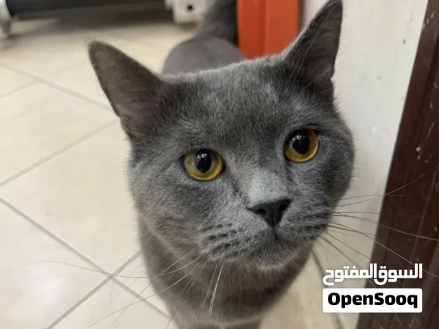 قصة جميله ب40
