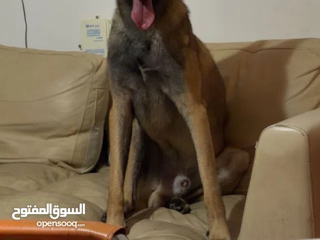 Belgian Malinois Dog for Sale – Highly Trained