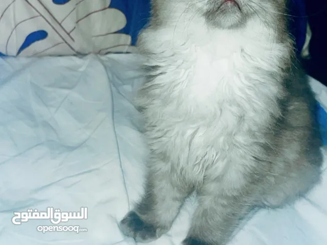 قطط نوع Maine Coon و Scottish Fold