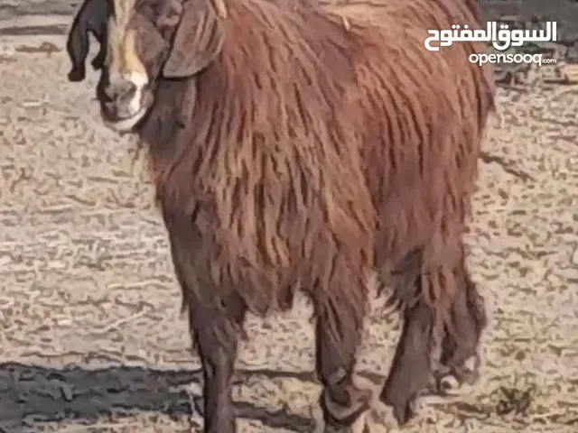 سخل حلال طيب