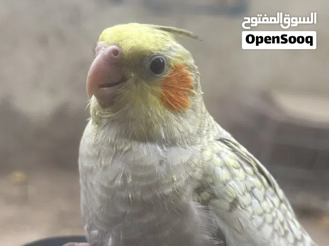 طير كوكتيل