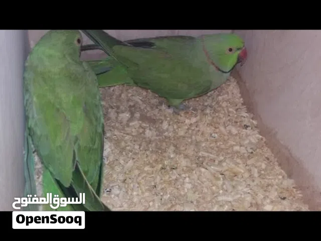 أقره الوصف قابل لمراوس طيور نص الفه