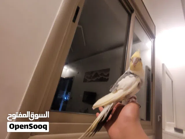 كوكتيل ألف %100  (ذكر )