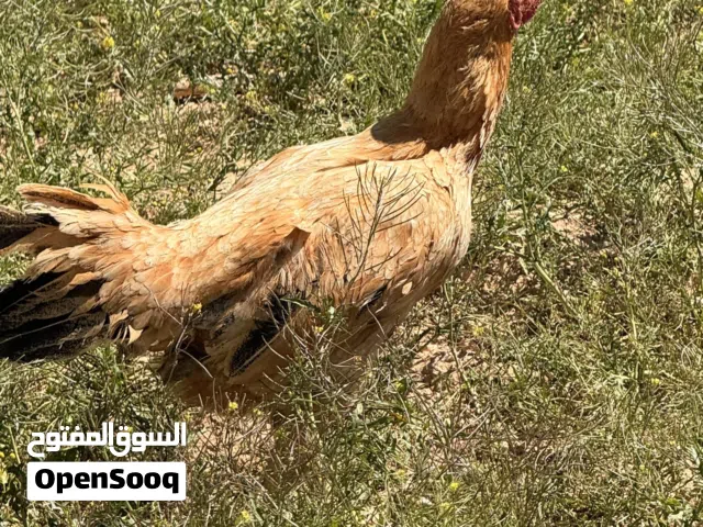 دجاج باكستاني راقد