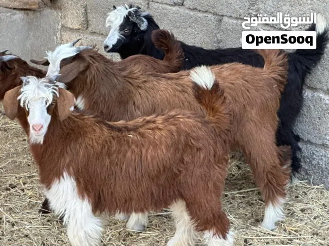 جدايا عمانيات جباليات من حلال بني سعيد سمان حلال طيب للتربيه وللذبح جاهزات