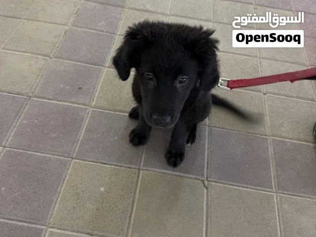 Friendly Labrador