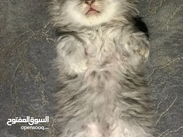 قطط شانشيلا