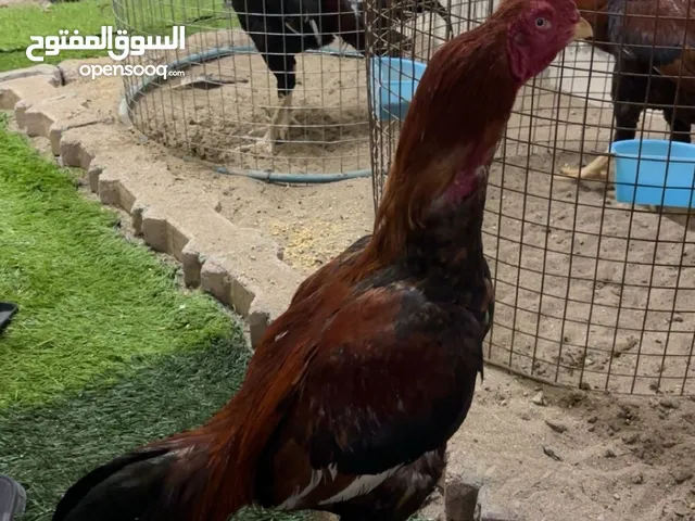 للبيع طير ميوالي افرد نسل ممتاز