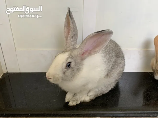 ثلاث أرانب حالتهم الصحيه ممتازه للبيع ب300 مع اكل