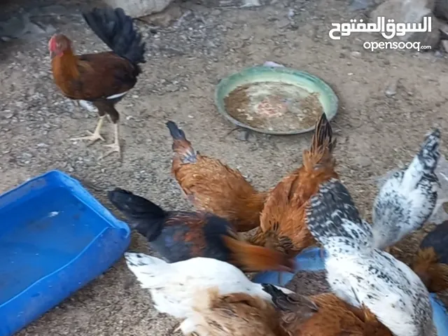 دجاج و دياكه الدار سمان