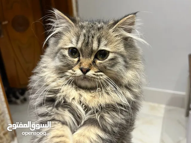 قط ذكر للتبني لكيته بالشارع وداريته جان تعبان وما اكدر ابقي يمي اهلي ما يقبلون (الوصف)