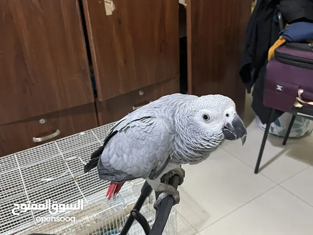African Grey Parrot with cage