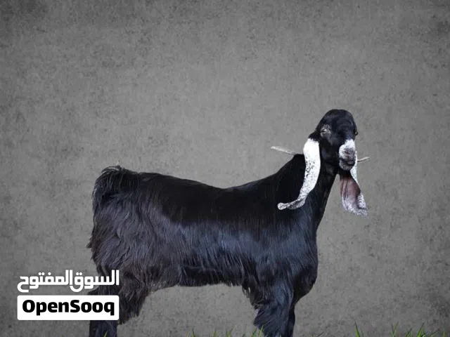 مطلوب جدي للبيع في اربد