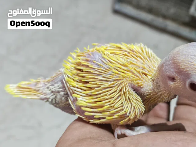 فرخ دره مضمون الصحه