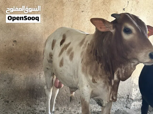 للبيع ثور مطعوم