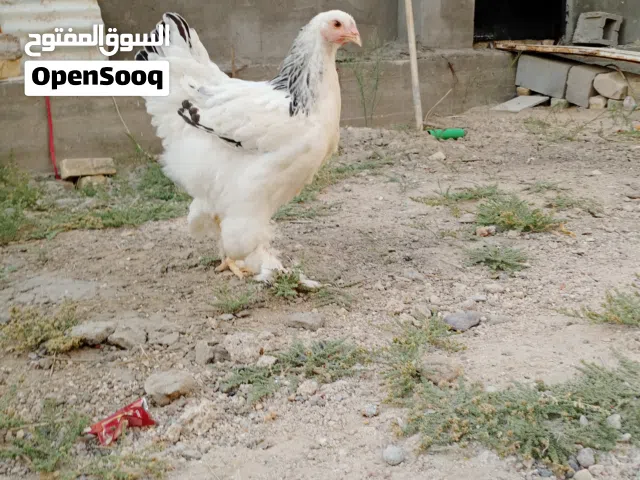 السلام عليكم دجاج برهما للبيع ( اقرأ الوصف)