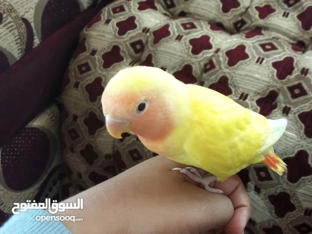 ذكر روز مدرب على الكلام واليف جدآ وسريع الفهم با، 20000