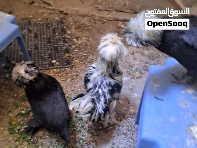 دجاجتين وديك سلطاني