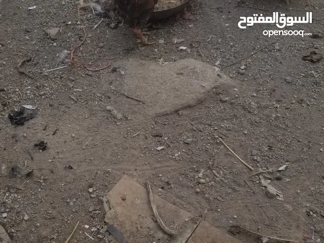للبيع دجاج رومي