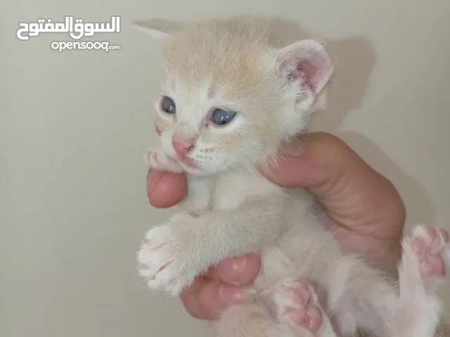 قطه كتن كتنز بيبي ابيض ناصع قطة شنشيلا قط بسعر رمزي جدا شبه تبني للتبني بشرط دفع 10 دنانير