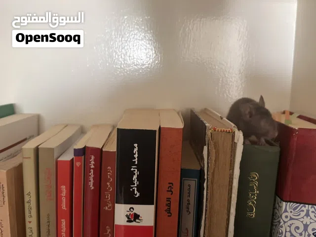 هامستر سوري +بوكس خاص به مكسور شوي + خشب لأستراحتة+أكل نوعين + كورة للعب