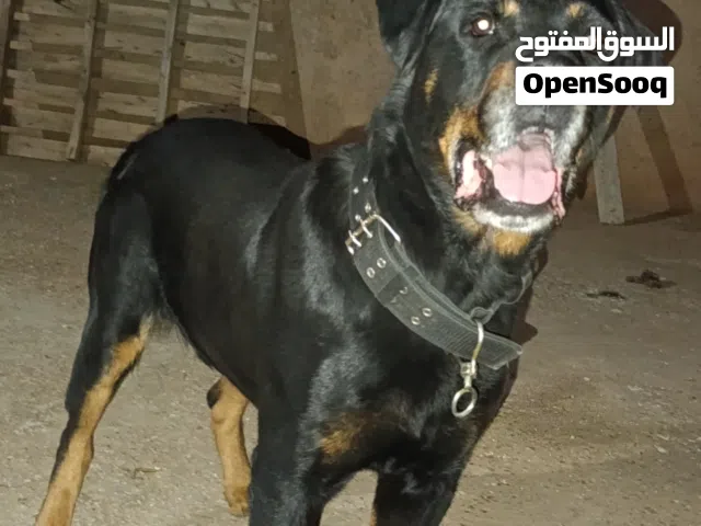 mrhba bljami3