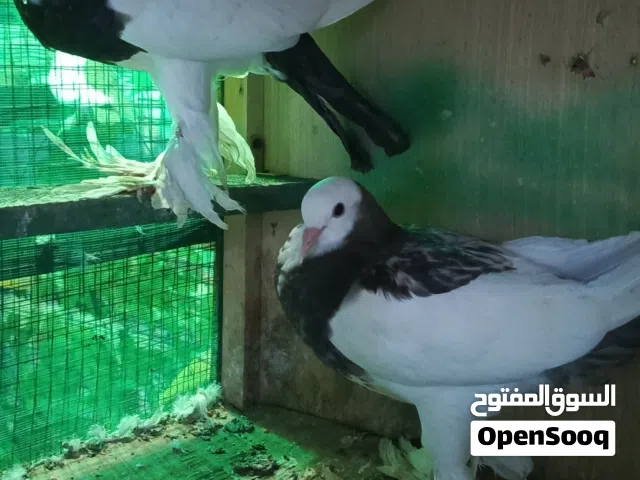 حمام محميه نضيف