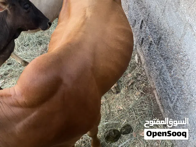 ثور عماني 600 في صحم مخيليف السيح