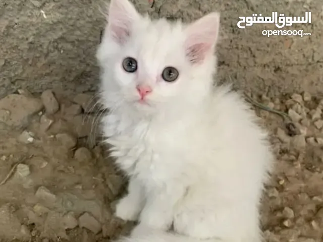 قطط شيرازي للبيع