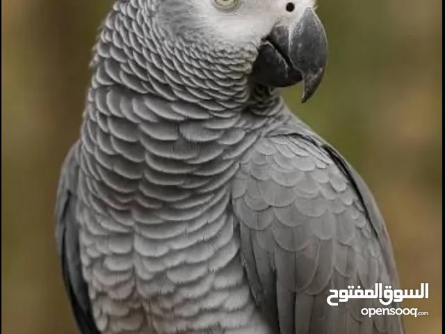 مطلوب ببغاء للتبني