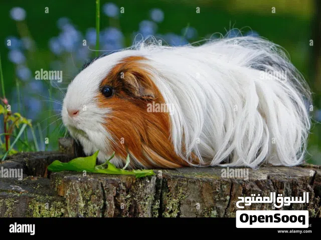 مطلوب وليس بيع
