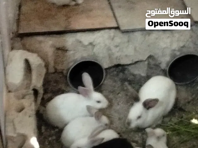 ارانب  عيله كامله