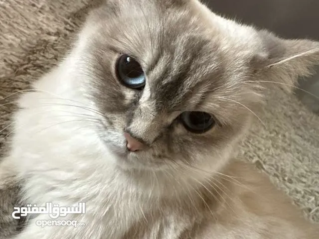 قطط شيرازي وهيمالايا للتبني ذكر وأنثى