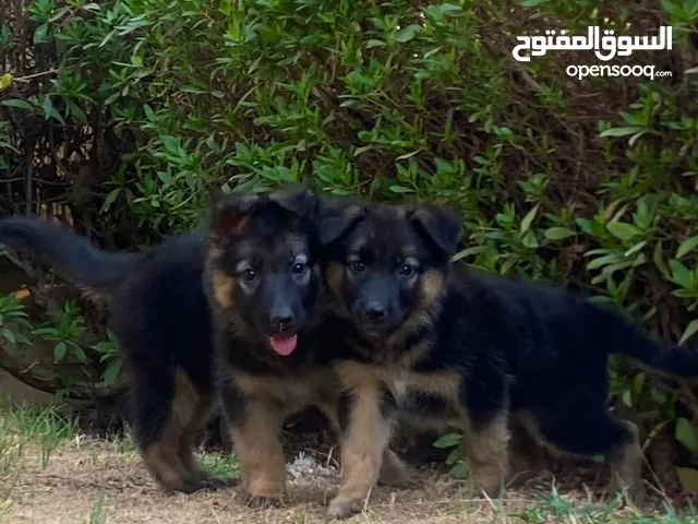 للبيع جراوي جيرمن شيبرد مستوى عالي لونج هير