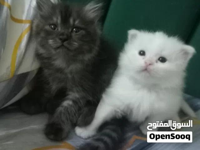 للبيع قطتين شيرازي سكوتش