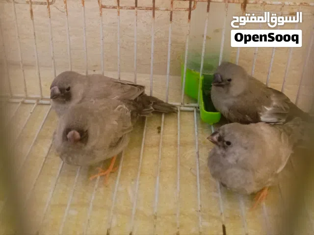 السلام عليكم  الله يبارك  4طروف انتاج شاركول مكس  السعر 225 المكان مصراته