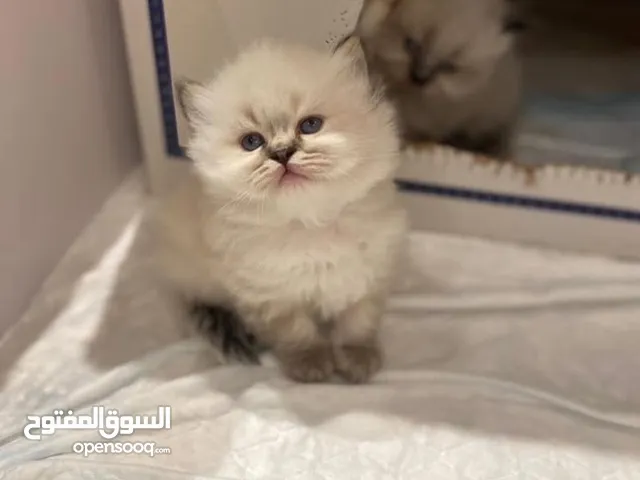 قطط راغدول بيورRagdoll bur الدب القط من اجمل القطط واضخمها الوان مختلفة ومنوعة عمر صغير مع اغراضها