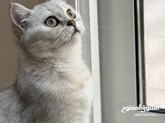 بريتش شورت هير - انثى -