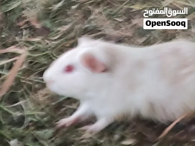 ذكر حار للبيع