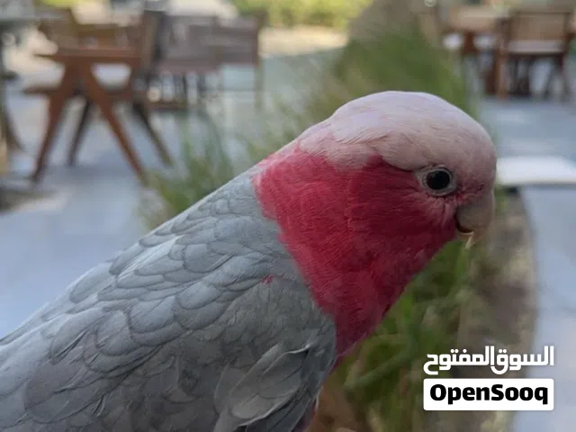 ببغاء كوكاتو غالا مفقود ضايع