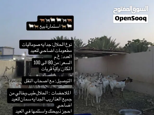 للبيع اضاحي للعيد