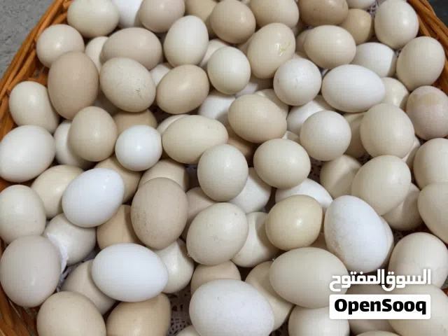بيض محلي اورجانيك