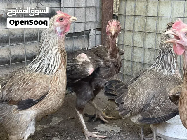 دجاج عرب البصره كرمةً علي