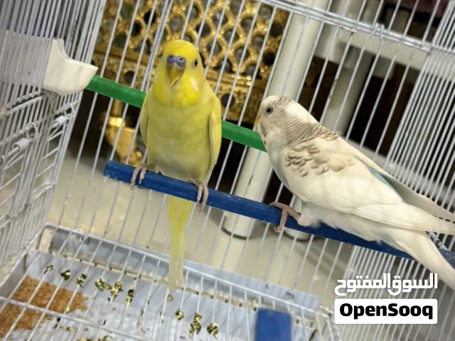 طيور الحب (بادجي)